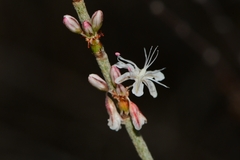 Eriogonum wrightii membranaceum