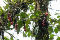 Drymonia coccinea