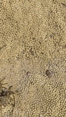 Azorelloideae