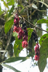 Drymonia coccinea