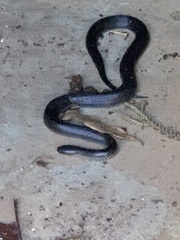 Cryptophis nigrescens