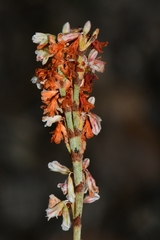 Eriogonum wrightii membranaceum