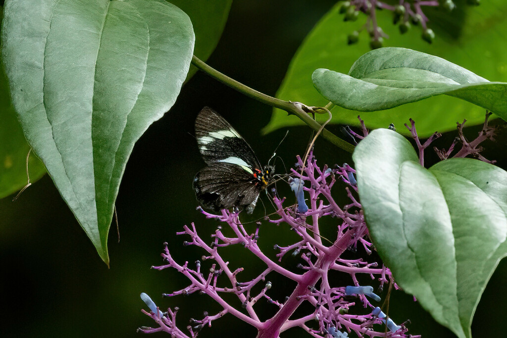 Pereute telthusa