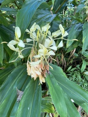 Hedychium flavescens