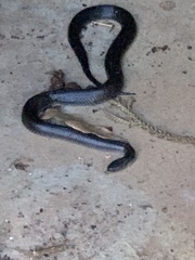 Cryptophis nigrescens