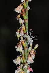 Eriogonum wrightii membranaceum