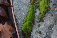 Bryoerythrophyllum recurvirostrum