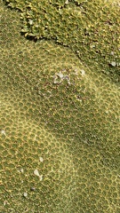 Azorelloideae
