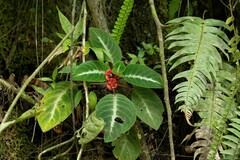 Corytoplectus speciosus