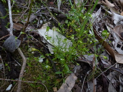 Phyllanthus striaticaulis