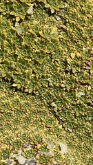 Azorelloideae