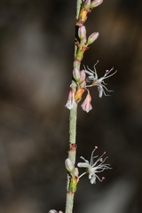 Eriogonum wrightii membranaceum