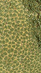 Azorelloideae