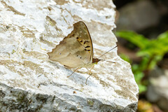 Doxocopa