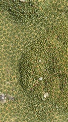 Azorelloideae