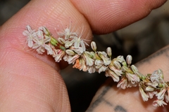 Eriogonum wrightii membranaceum