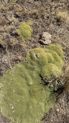 Azorelloideae