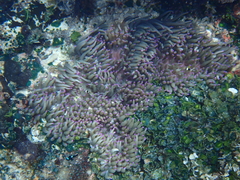 Heteractis crispa