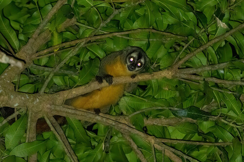 Ma's Night Monkey