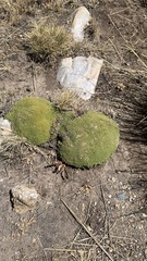 Azorelloideae