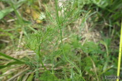 Cyclospermum leptophyllum