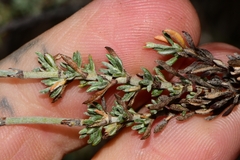 Eriogonum wrightii membranaceum