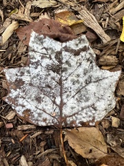 Erysiphe liriodendri