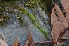 Bryoerythrophyllum recurvirostrum