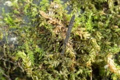 Hydrometra stagnorum