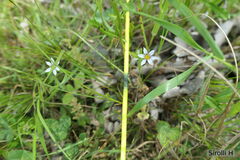 Sisyrinchium