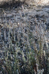 Eriogonum wrightii membranaceum