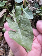 Podosphaera erigerontis-canadensis