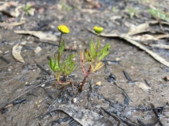 Cotula coronopifolia