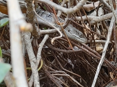 Elgaria multicarinata webbii