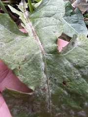 Podosphaera erigerontis-canadensis