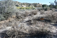Eriogonum wrightii membranaceum