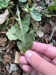 Podosphaera erigerontis-canadensis