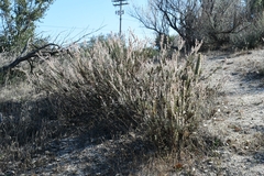 Eriogonum wrightii membranaceum