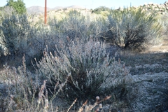 Eriogonum wrightii membranaceum