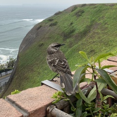 Mimus longicaudatus