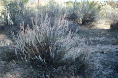 Eriogonum wrightii membranaceum