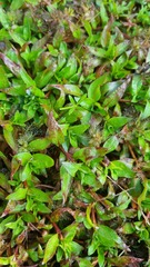 Ludwigia repens