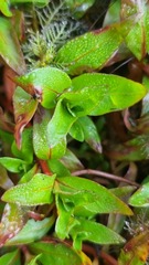 Ludwigia repens