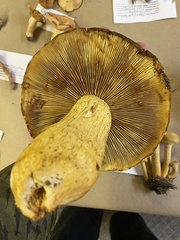 Gymnopilus ventricosus