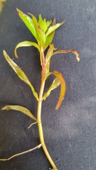 Ludwigia repens
