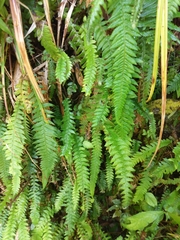 Phegopteris decursive-pinnata
