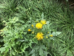 Asteraceae