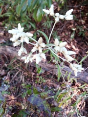 Pseudognaphalium obtusifolium