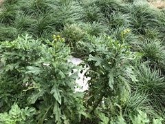 Asteraceae