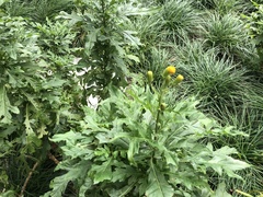 Asteraceae